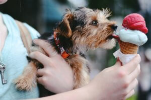 We’re All Screaming, and Some Are Cussing, for Ice Cream