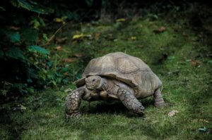 How Tortoise Rides Led to Hope for COVID-19 and Alzheimer’s